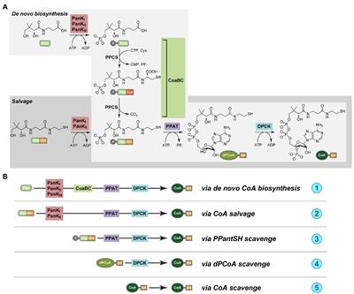 Evaluating the Genetic Capacity of Mycoplasmas for Coenzyme A Biosynthesis in a Search for New Anti-mycoplasma Targets